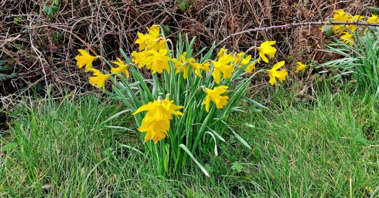  Lus an Chromchinn Narcissus spp.