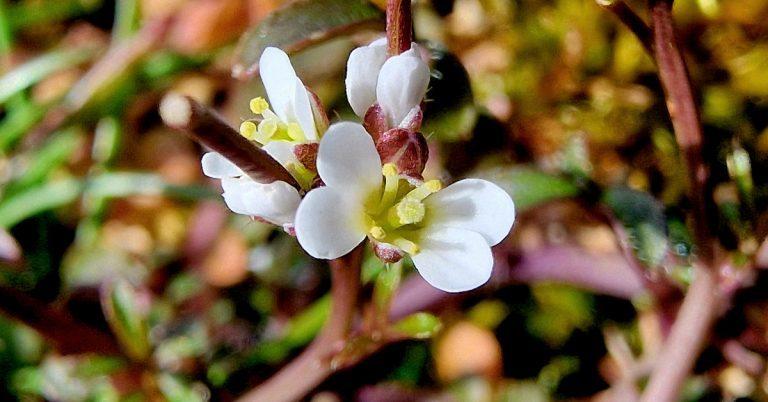  An Searbh-bhiolar Giobach Cardamine hirsuta