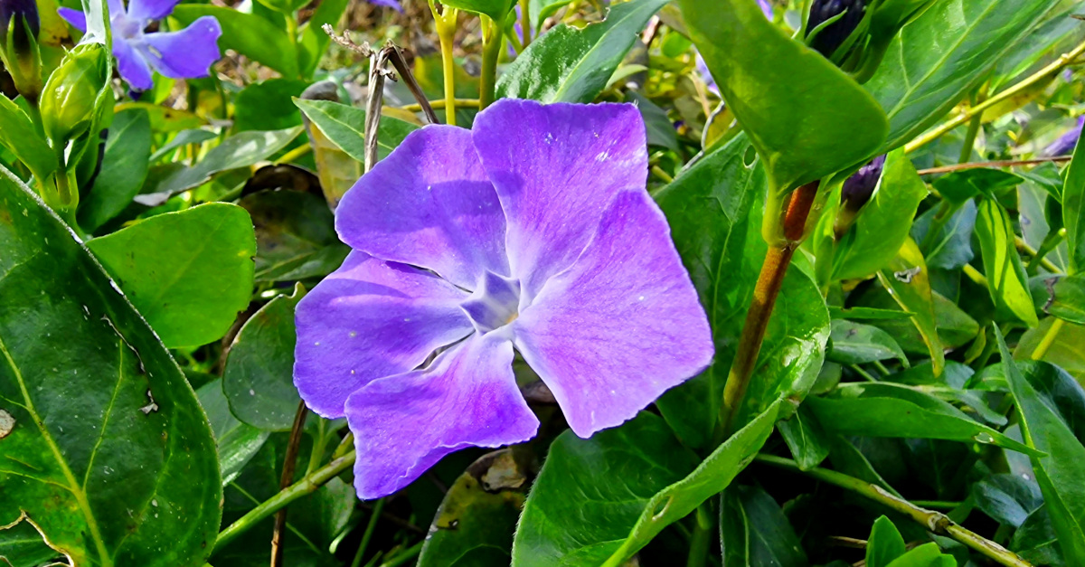  An Fincín Mór Vinca major