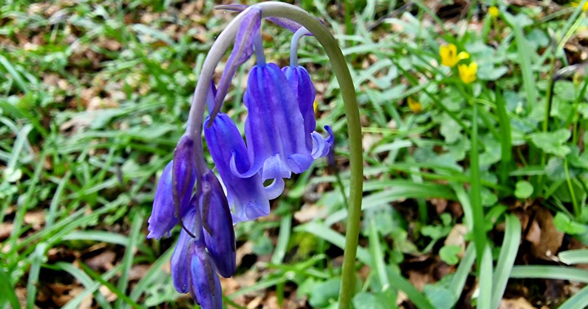  Na Coinnle Corra Hyacinthoides non-scripta