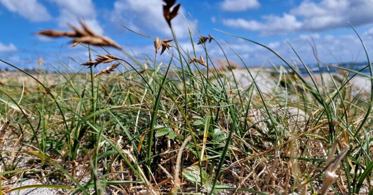  An Chíb Ghainimh Carex arenaria
