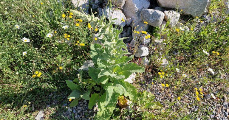  Coinnle Muire Verbascum thapsus