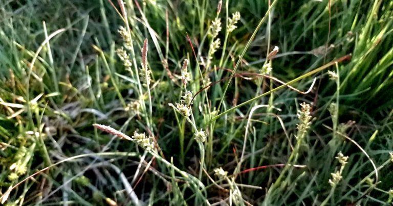  An Chíb Chruithneachta Carex panicea
