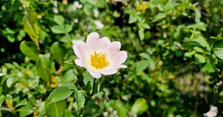  An Fheirdhris Rosa canina