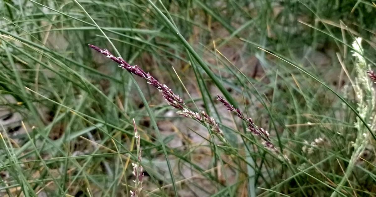  An Féar Muirisce Puccinellia maritima