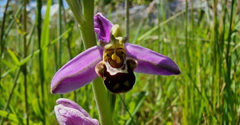  Magairlín na mBeach Ophrys apifera