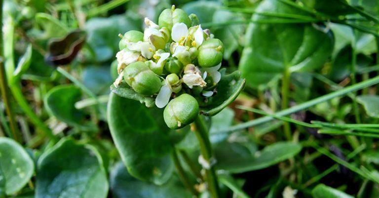  An Carrán Creige Cochlearia danica