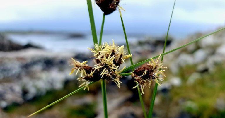  An Bogshifín Mara Bolboschoenus maritimus