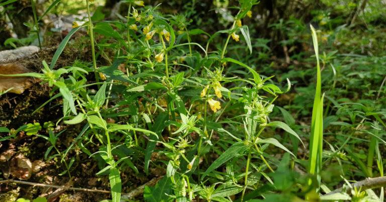  Lus an tSagairt Melampyrum pratense