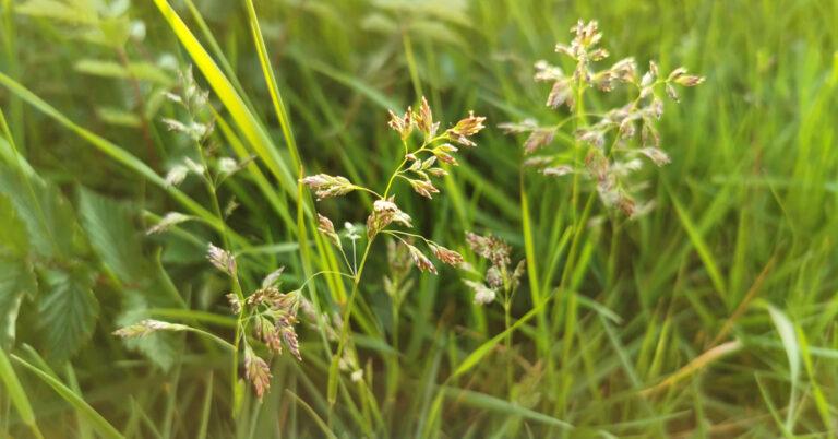 An Cuise Reatha Poa pratensis