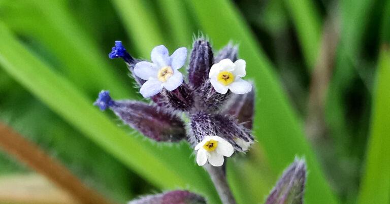  An Lus Míonla Buí Myosotis discolor