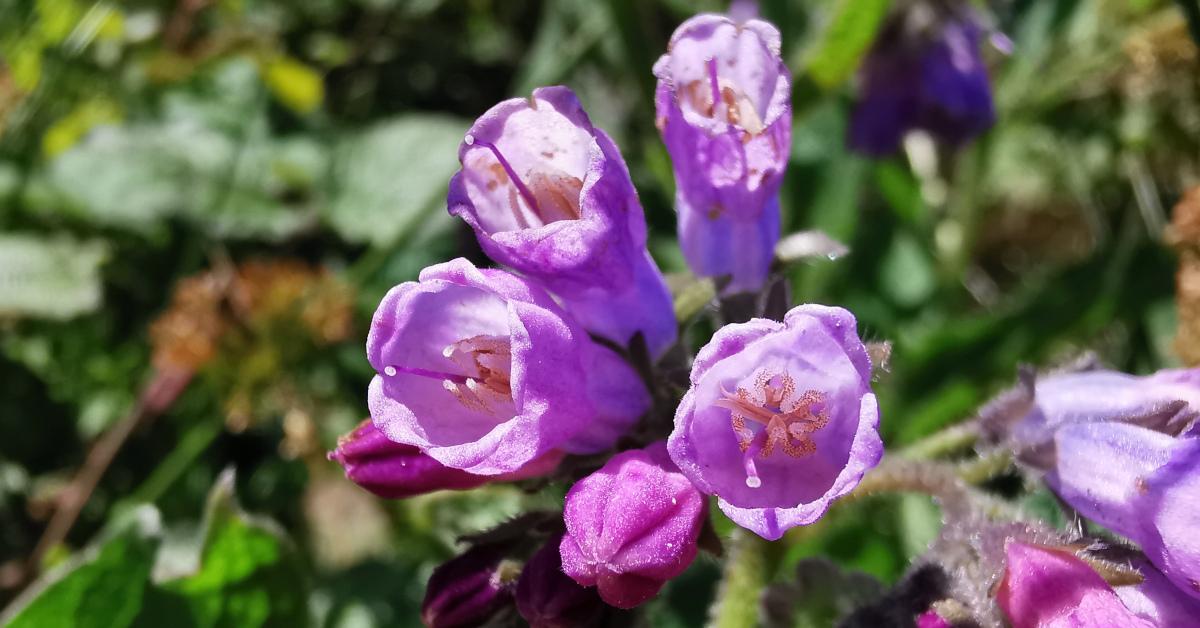  An Compar Symphytum officinale