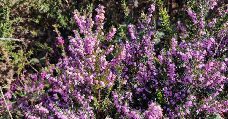  An Fraoch Camógach Erica erigena