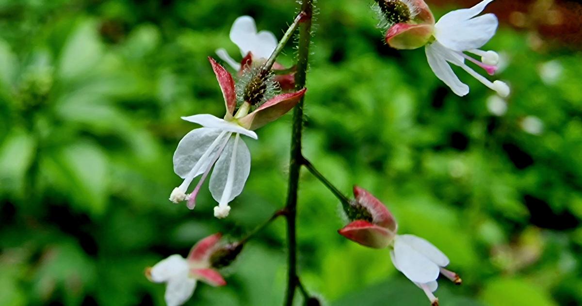  An Fhuinseagach Circaea lutetiana