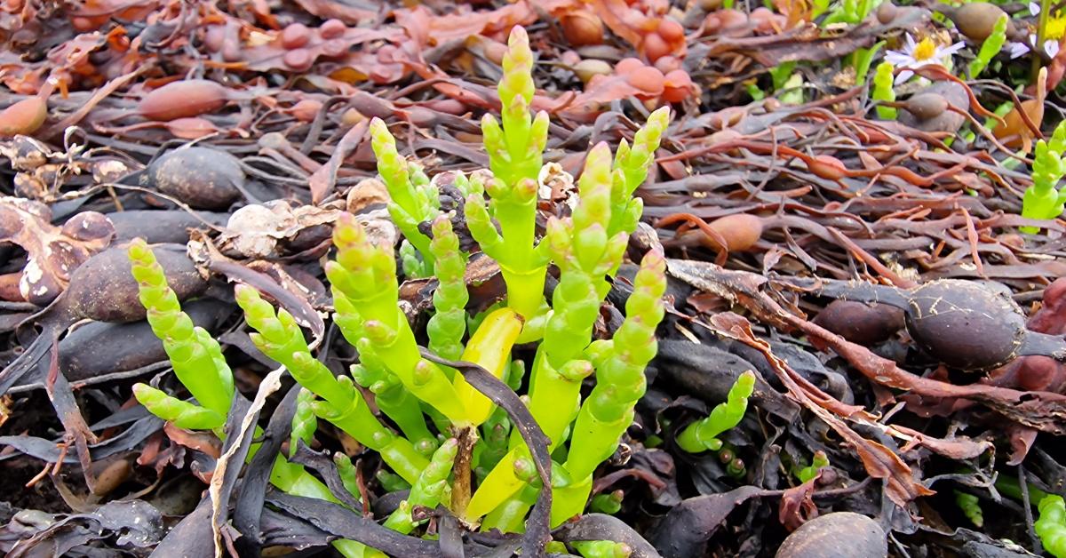  Lus na Gloine Salicornia agg.