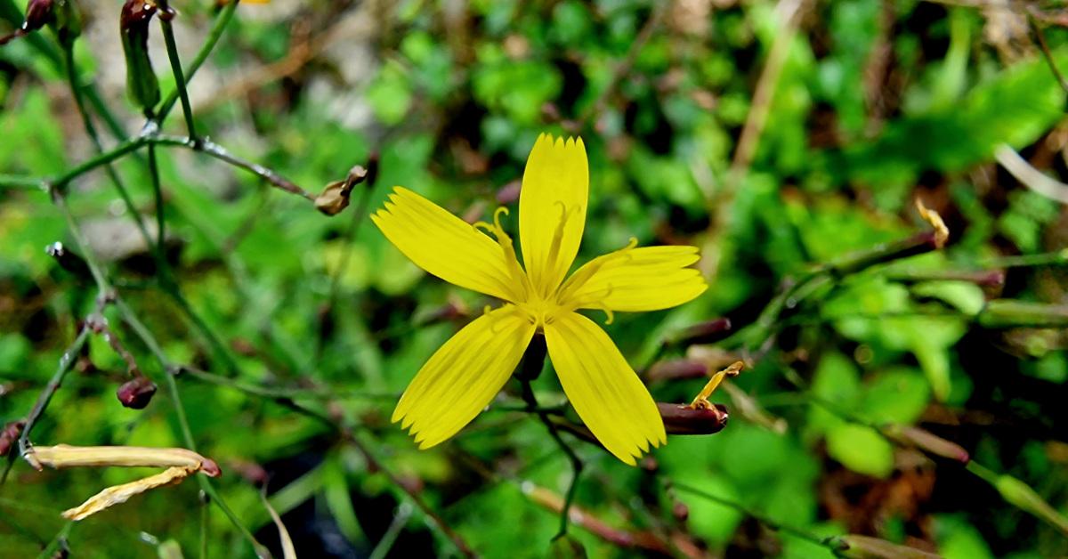  An Leitís Bhalla Mycelis muralis