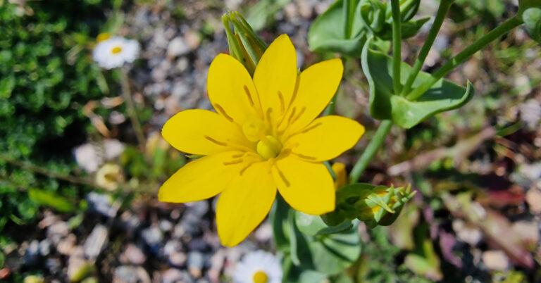  An Dréimire Buí Blackstonia perfoliata