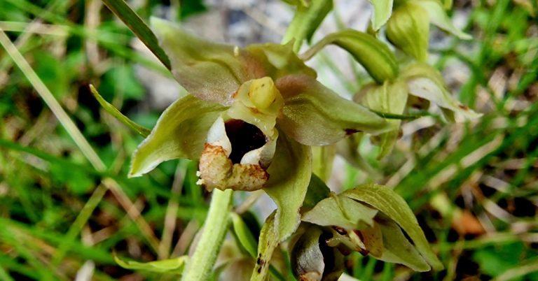  An tEalabairín Epipactis helleborine