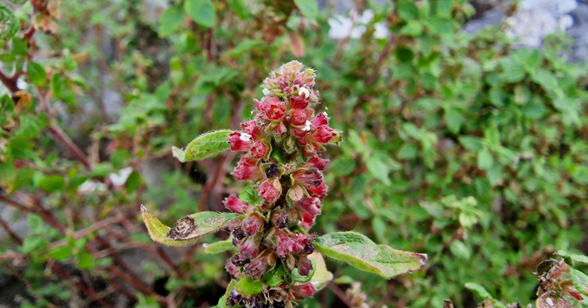  An Fheabhráid Reatha Parietaria judaica