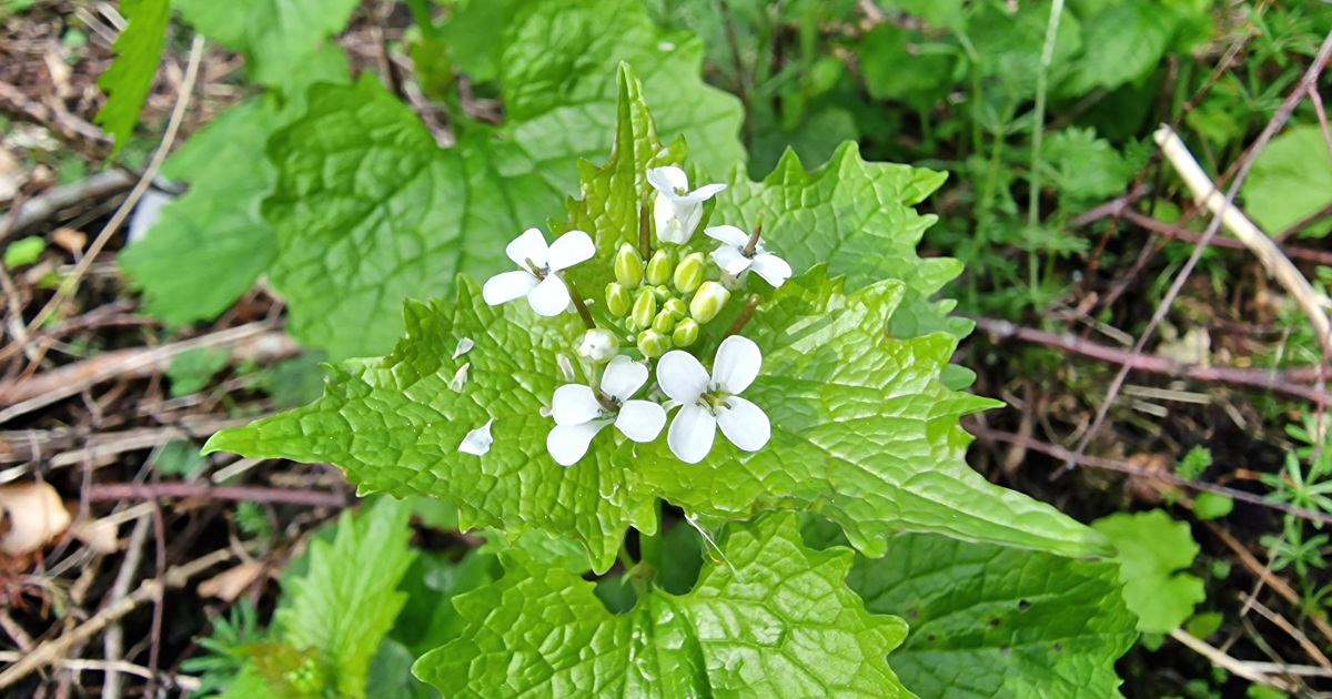  An Bhóchoinneal Alliaria petiolata
