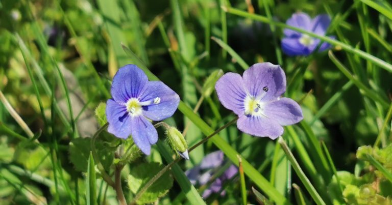  An Lus Cré Réileán Veronica filiformis