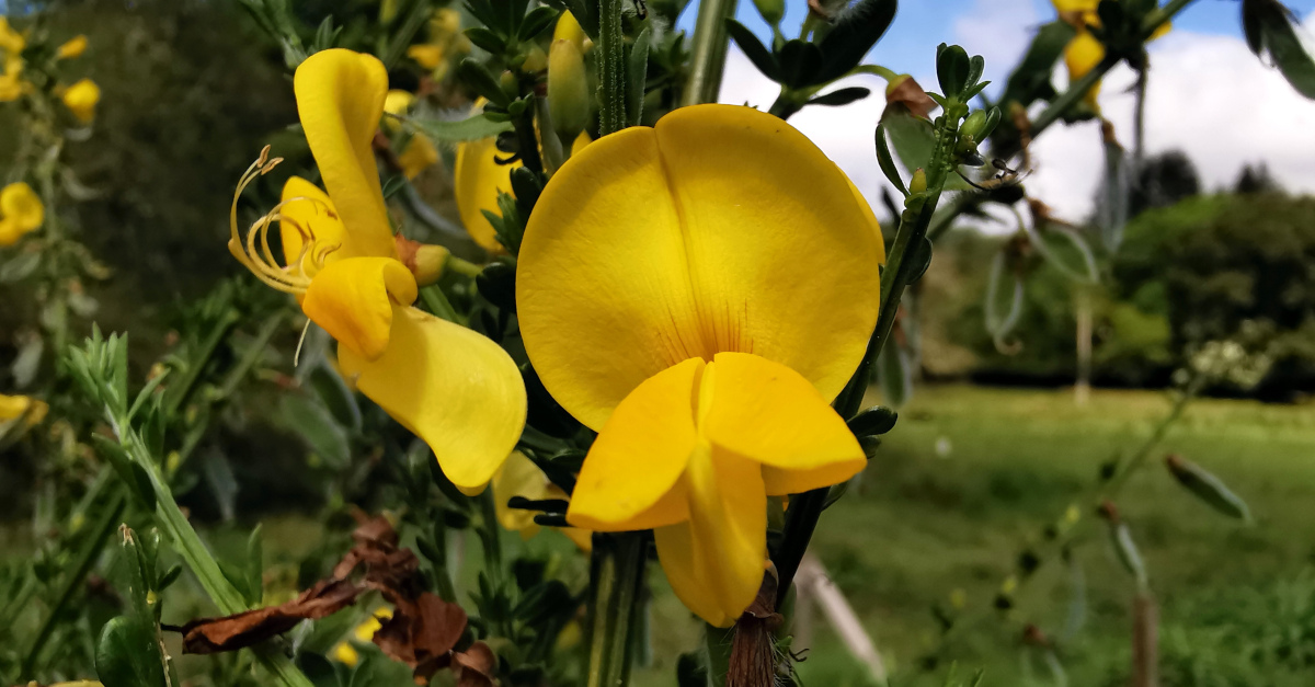  An Ghiolcach Shléibhe Cytisus scoparius