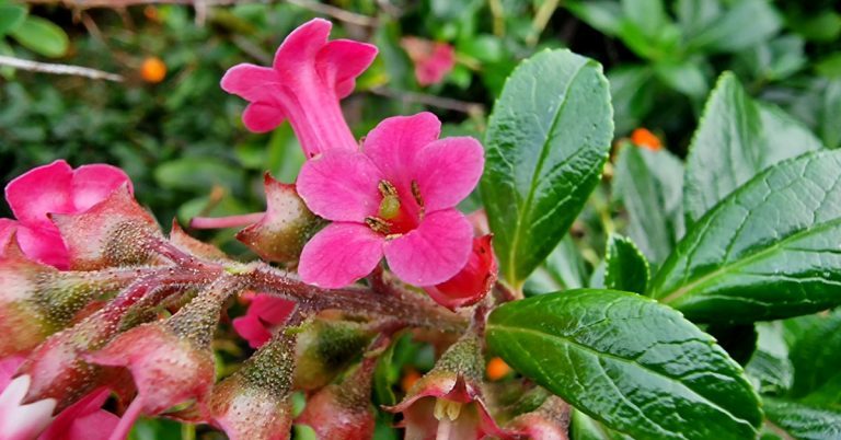  An Tomóg Ghaelach Escallonia rubra var. macracantha