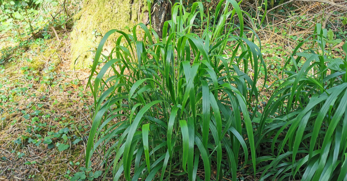  An Bromas Bréige Brachypodium sylvaticum