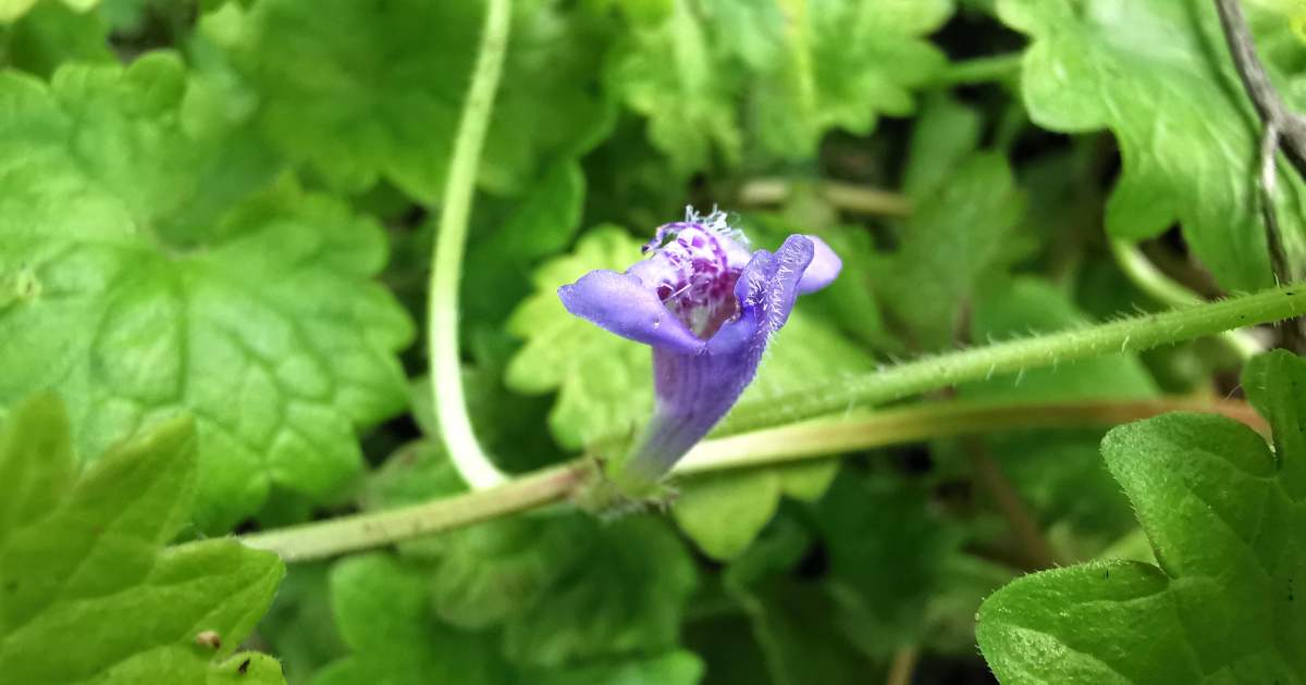  An Athair Lusa Glechoma hederacea