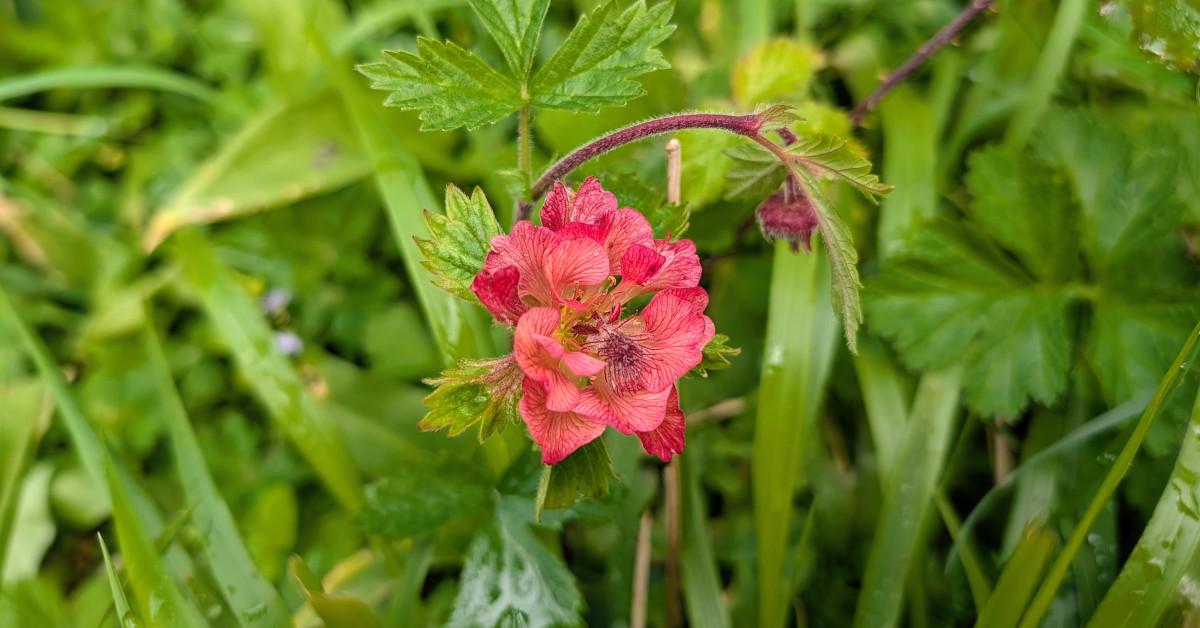  An Macall Uisce Geum rivale