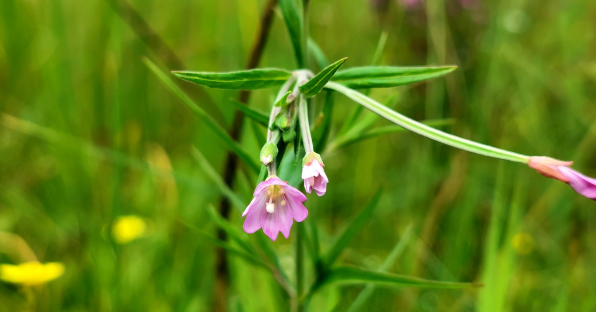  An Saileachán Corraigh Epilobium palustre