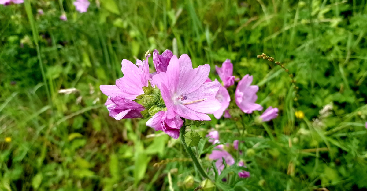  An Hocas Muscach Malva moschata