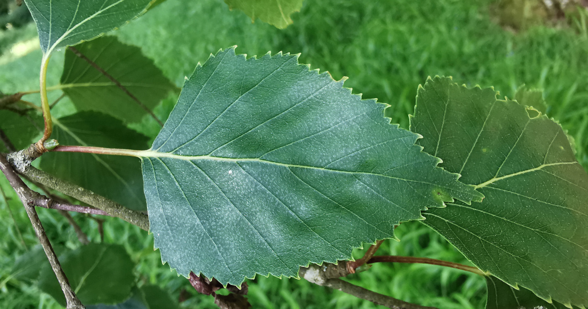  An Bheith Gheal Betula pendula