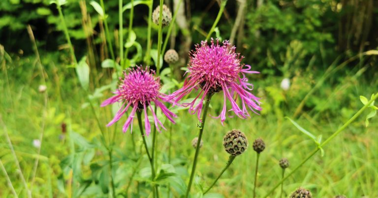  An Mhínscoth Mhór Centaurea scabiosa