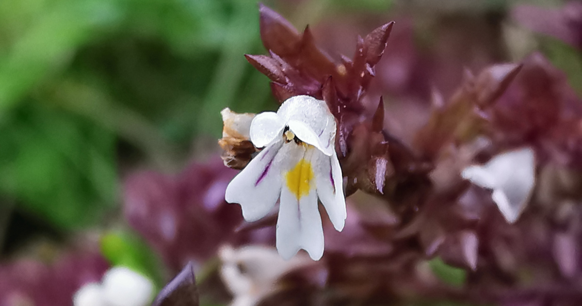  An Glanrosc Gaelach Euphrasia salisburgensis