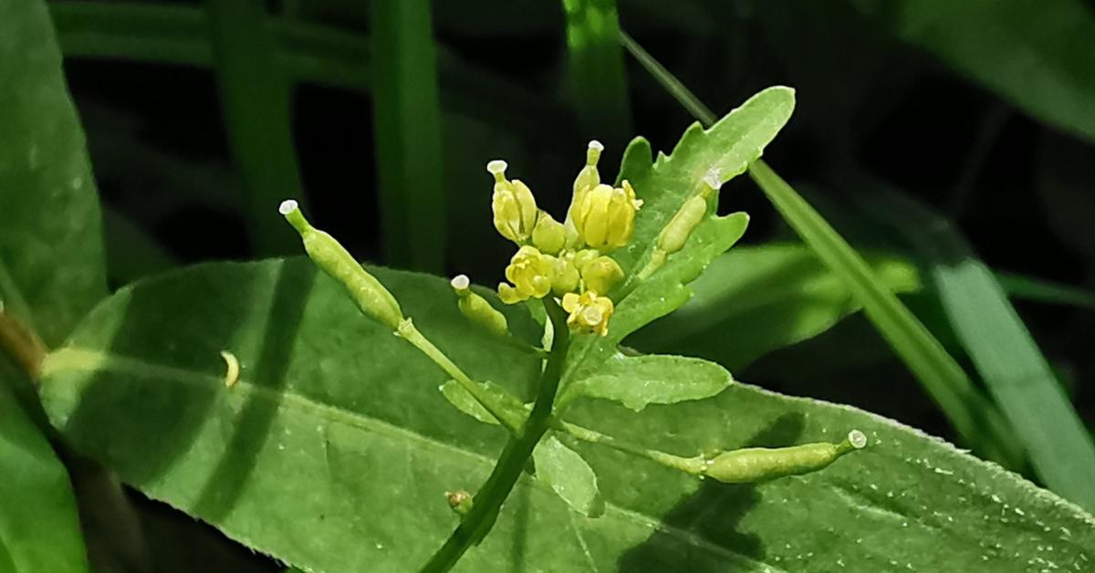  An Biolar Buí Corraigh Rorippa palustris
