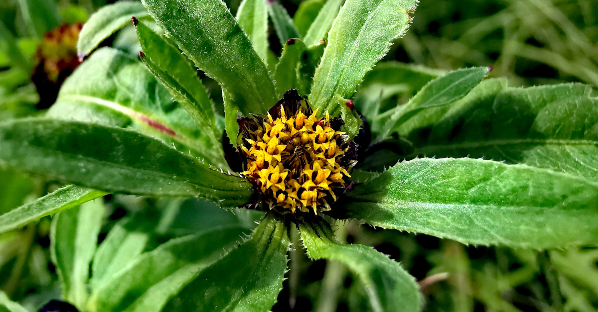  An Scothóg Leathan Bidens tripartita