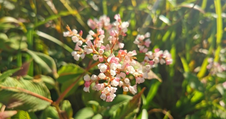  Glúineach an Chlúimh Koenigia campanulata