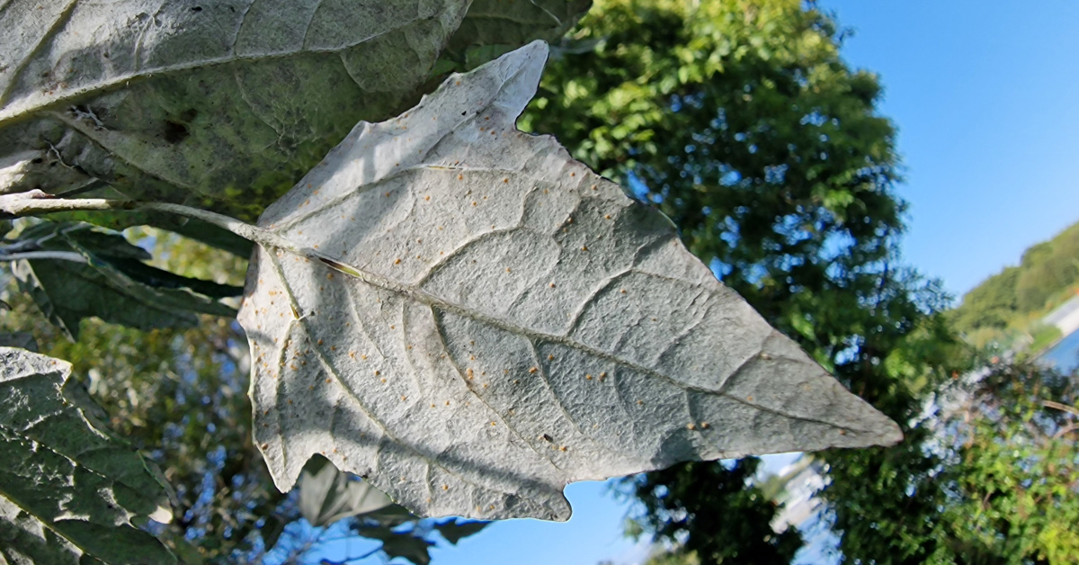  An Phoibleog Gheal Populus alba