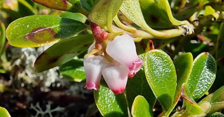  Lus na Stalóg Arctostaphylos uva-ursi