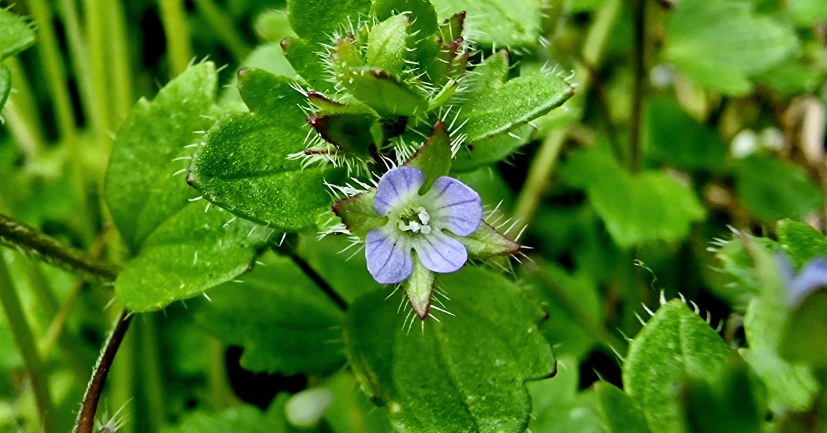  An Lus Cré Eidhneach Veronica hederifolia