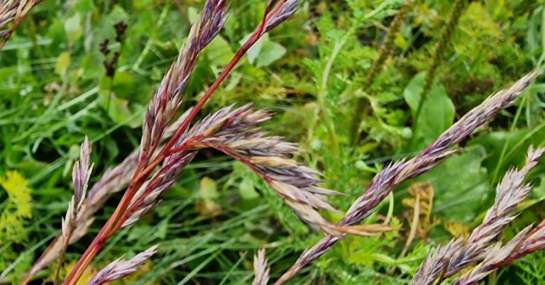  An Feisciú Dearg Festuca rubra