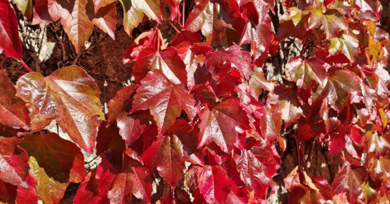  Eibheann Bhostúin Parthenocissus tricuspidata