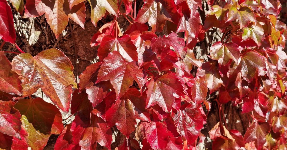  Eibheann Bhostúin Parthenocissus tricuspidata
