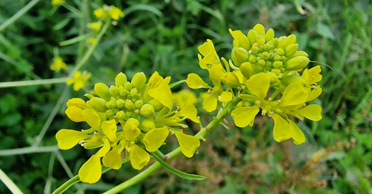  An Phraiseach Dhubh Brassica nigra