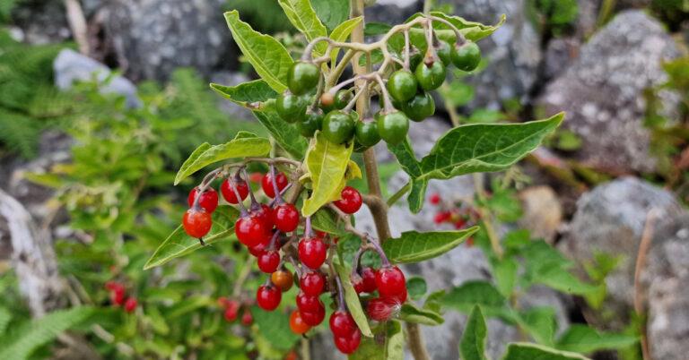  An Fuath Gorm Solanum dulcamara