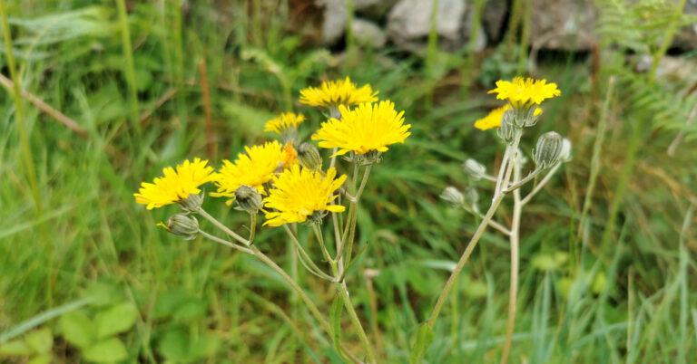  An Lus Curáin Gobach Crepis vesicaria