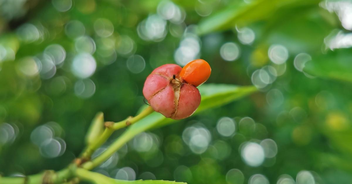  An Feoras Seapánach Euonymus japonicus