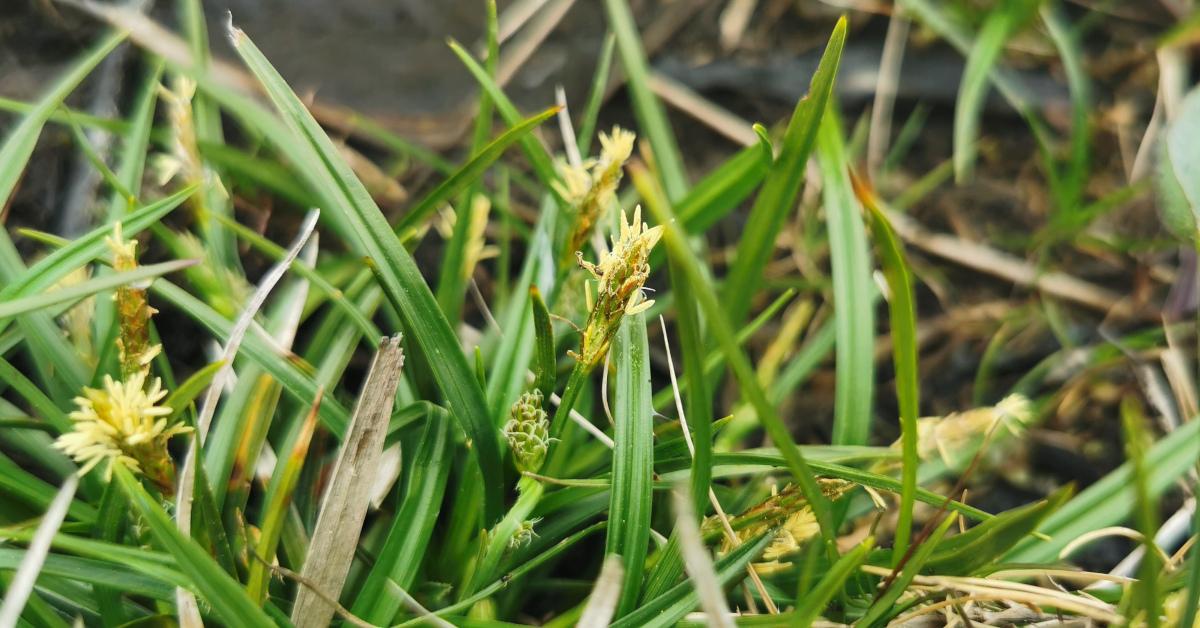  An Chíb Earraigh Carex caryophyllea