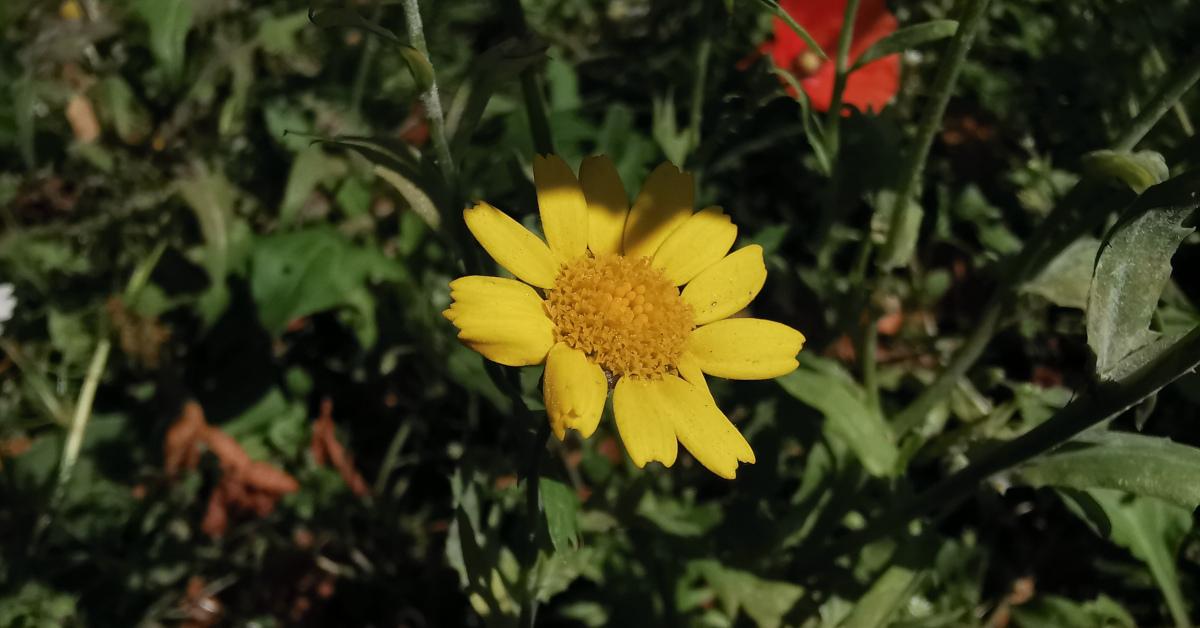  An Buíán Glebionis segetum